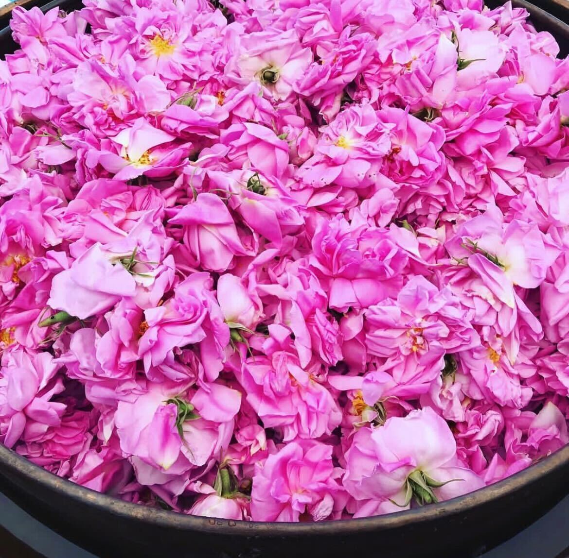 rose petals used to create facial tonic water for face