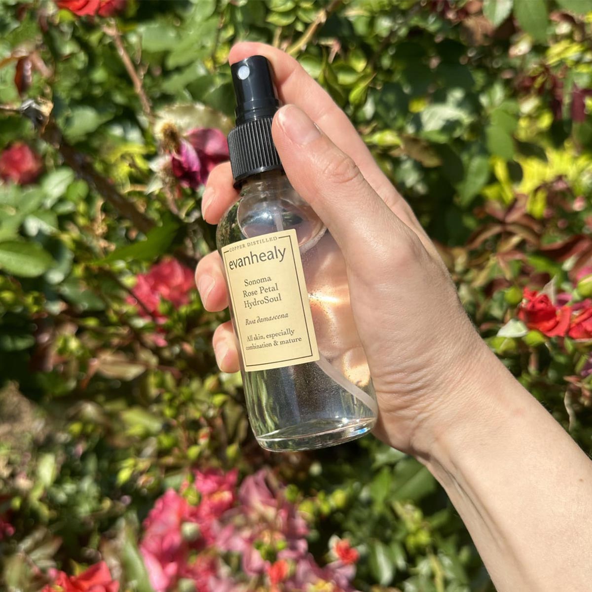 facial tonic water rose petal hydrosol toner in hand of model in nature