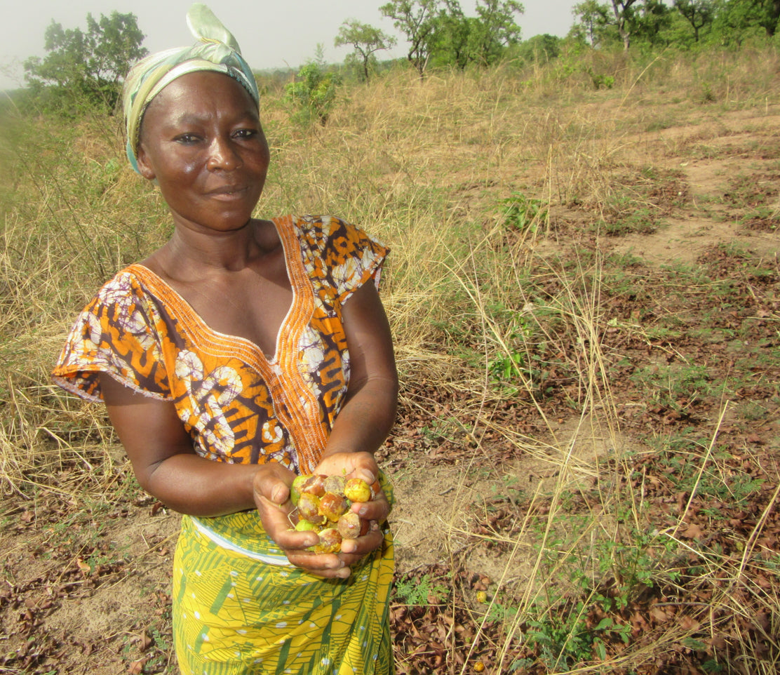 kperisi village ghana africa wild harvested slow roasted organic shea nuts in palm of hand used for evanhealy whipped shea butter