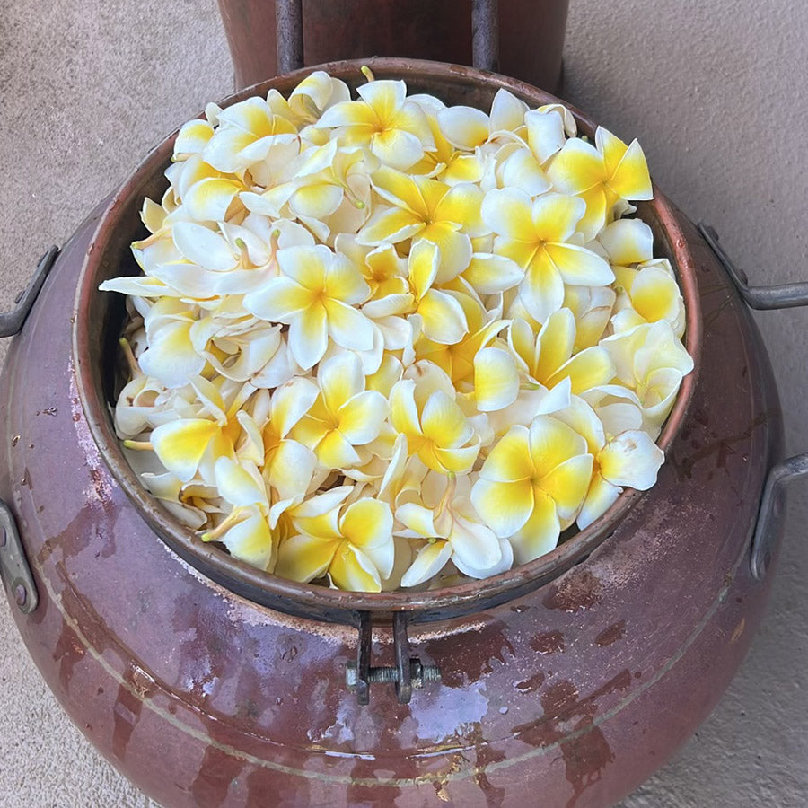 Hawaiian Plumeria HydroSoul