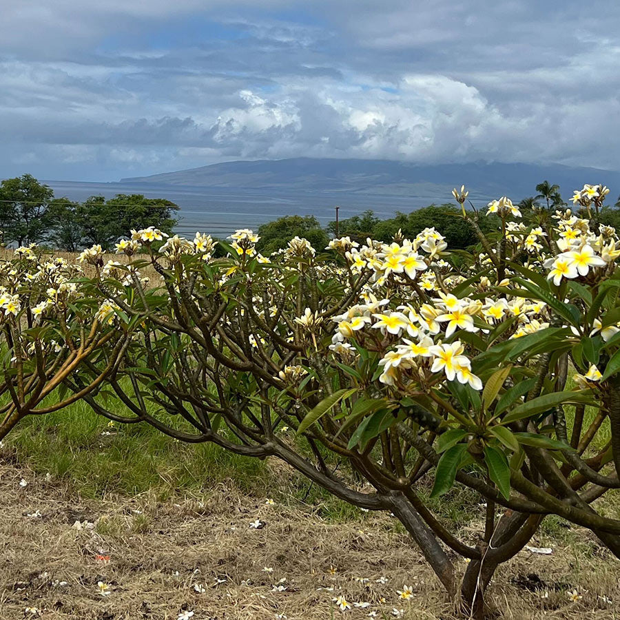 Hawaiian Plumeria HydroSoul