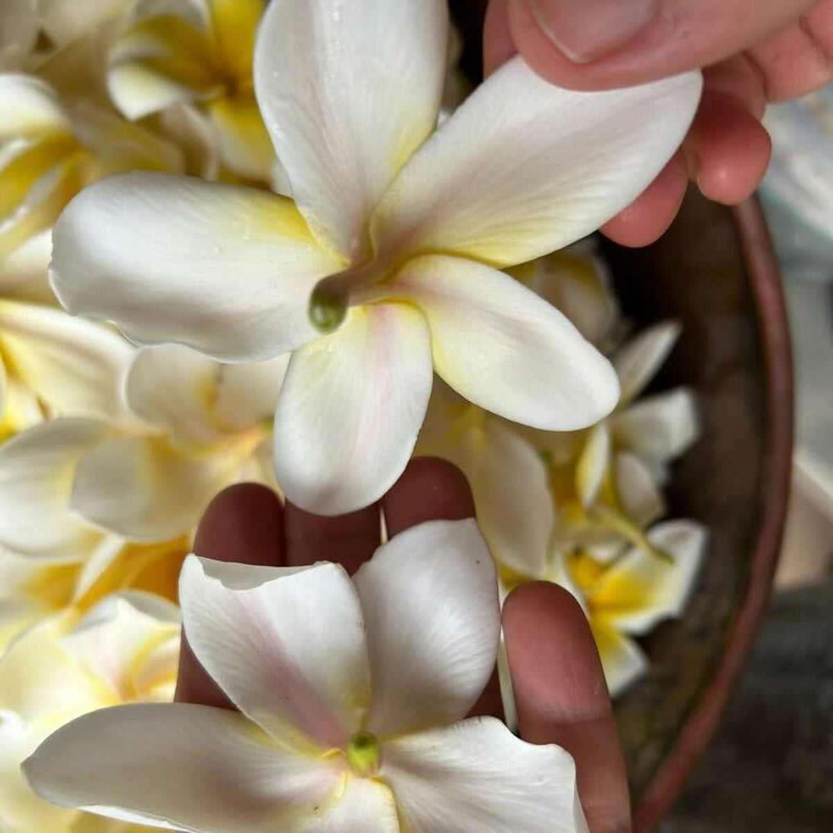 Hawaiian Plumeria HydroSoul