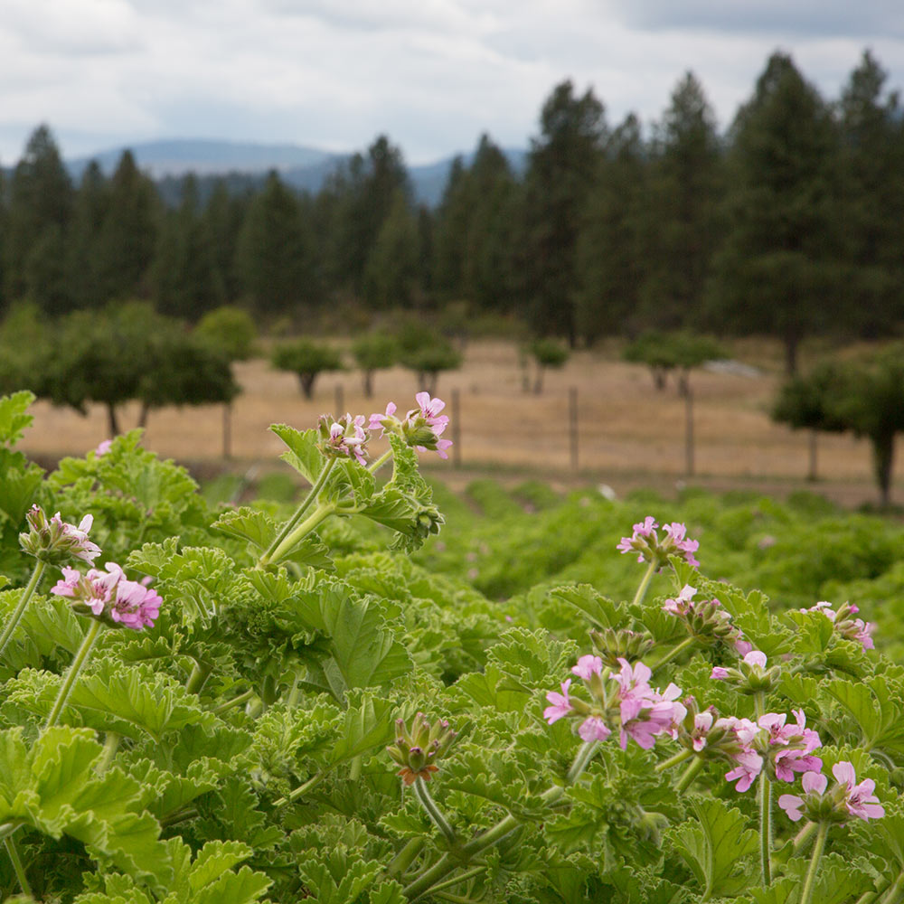 rose geranium flower field ripe for harvest