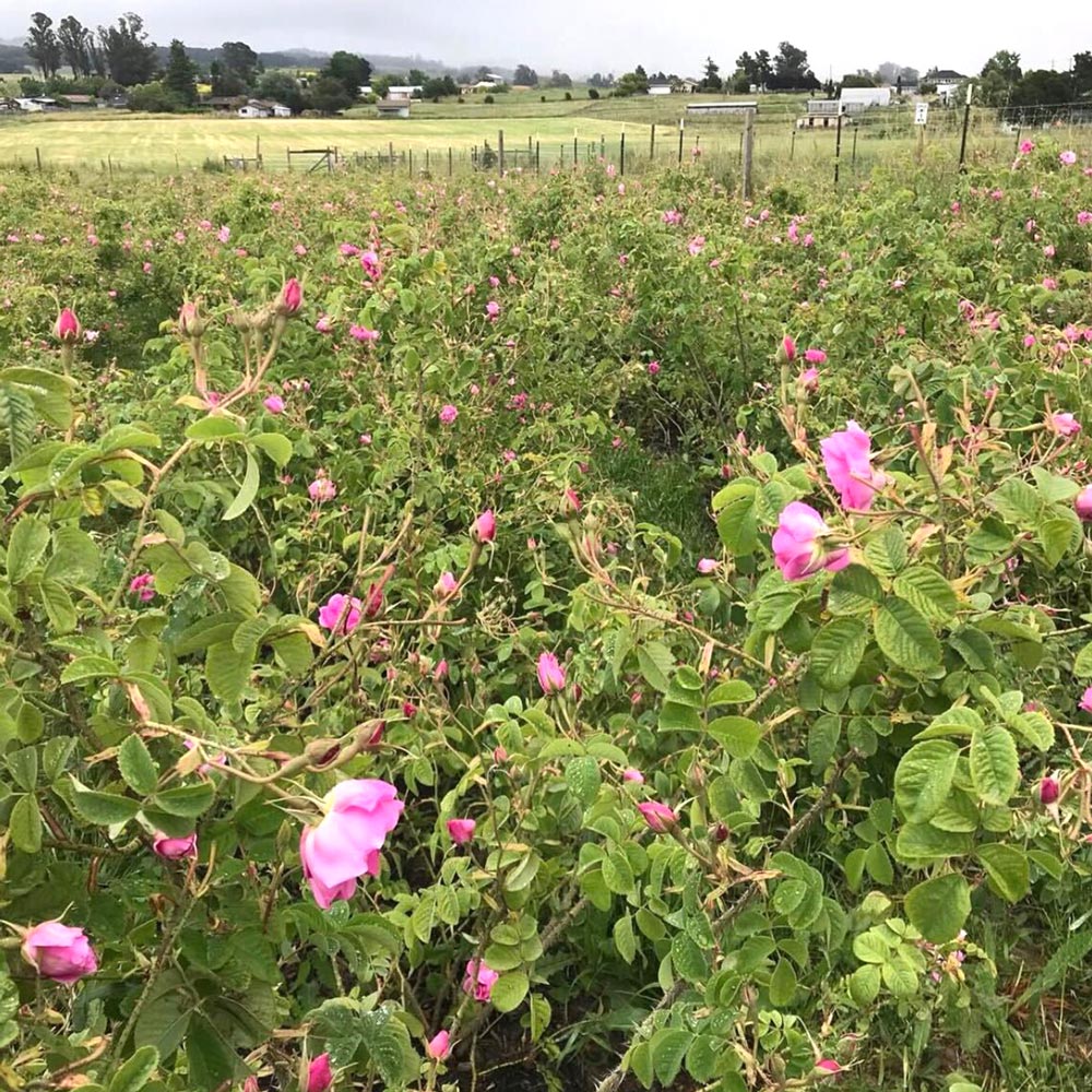 Sonoma Rose Petal HydroSoul