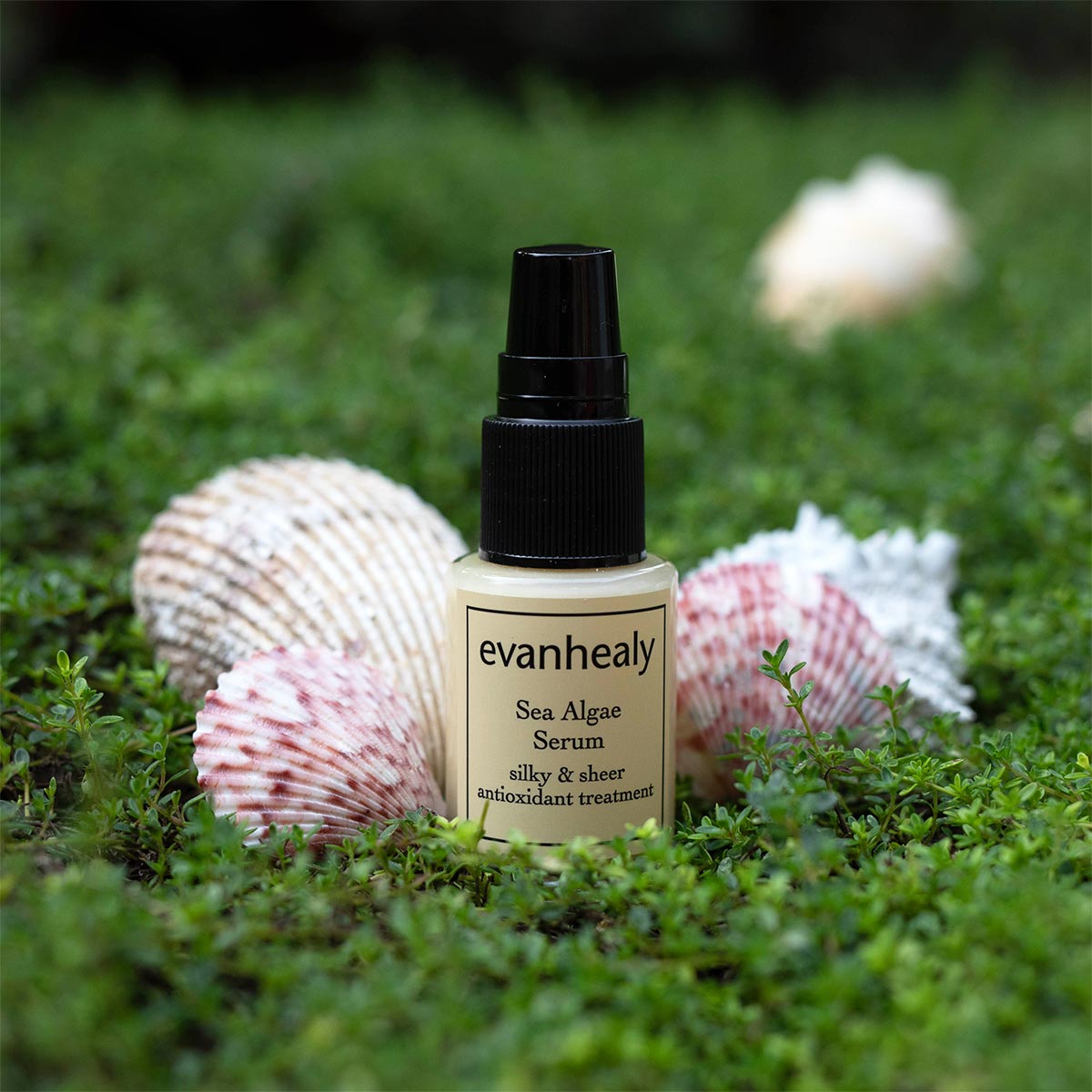 sea algae serum with seashells in field