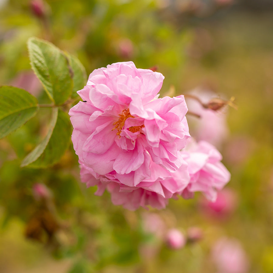 Sonoma Rose Petal HydroSoul