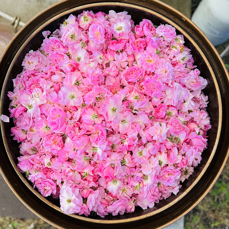 Sonoma Rose Petal HydroSoul