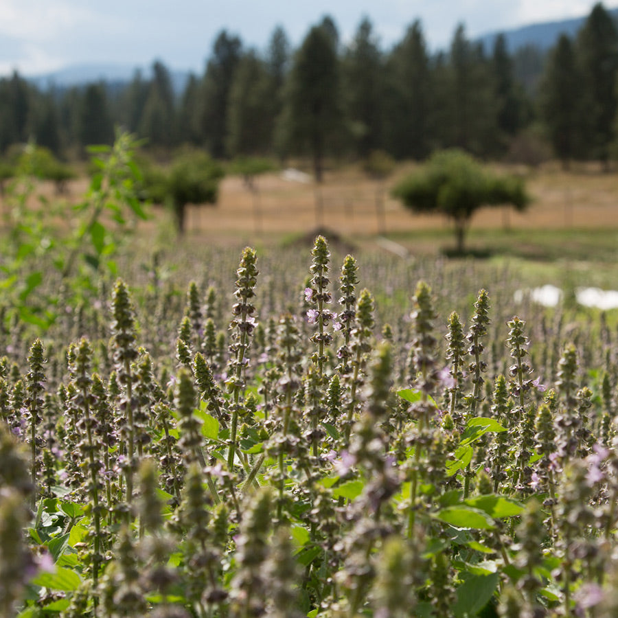 Tulsi (Holy Basil) HydroSoul