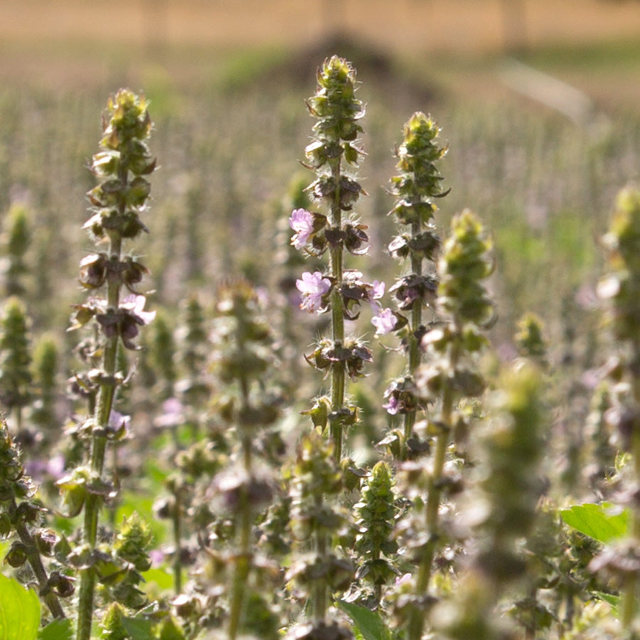 Tulsi (Holy Basil) HydroSoul