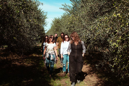 Field notes from a regenerative olive grove: olivo nuovo arrives