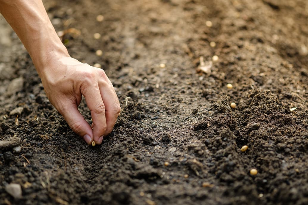 Hand picking the seed in dirt