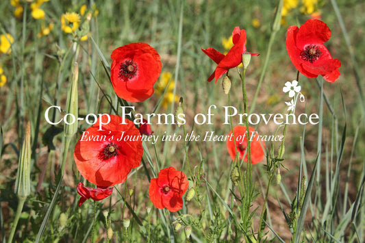 Photograph of red poppies in a sunlit Provence field with overlaid title ‘Co-op Farms of Provence’
