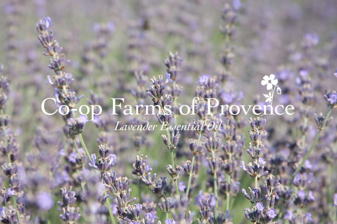 Blooming lavender field in Provence with soft-focus background, overlaid headline: Co-op Farms of Provence: Lavender Essential Oil