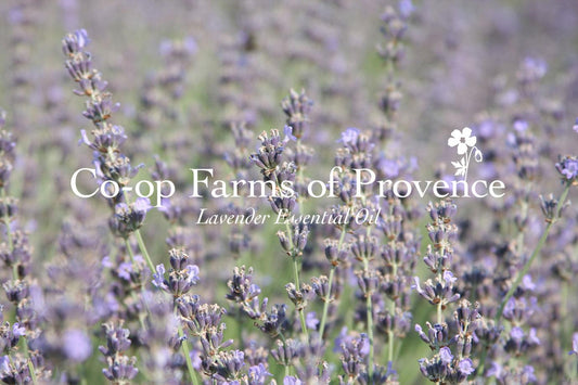 Blooming lavender field in Provence with soft-focus background, overlaid headline: Co-op Farms of Provence: Lavender Essential Oil