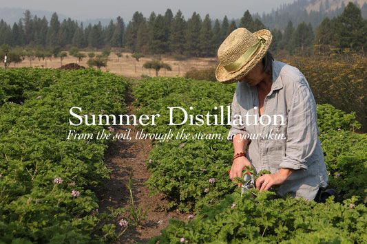 Woman in straw hat harvesting aromatic herbs in a sunlit field with overlaid text Summer Distillation