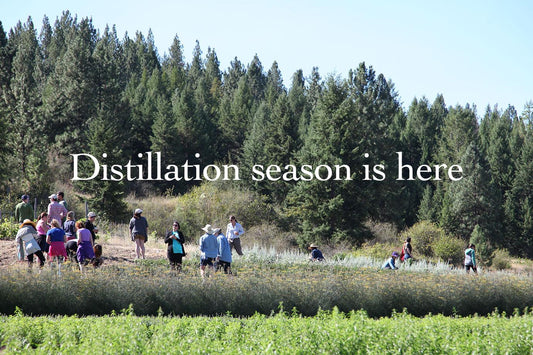 Group of people harvesting herbs in a sunlit field with pine trees in the background