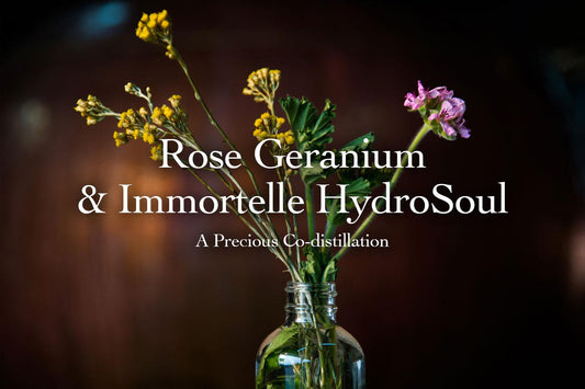 Small bouquet of yellow immortelle and pink rose geranium in a glass bottle on a dark blurred background