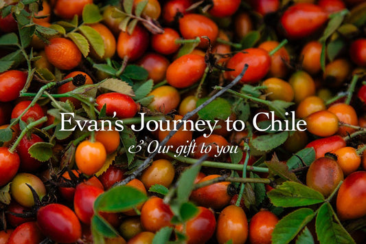 Close-up of orange-red rosehips with leaves, overlaid banner text “Evan’s Journey to Chile” and “Our gift to you”