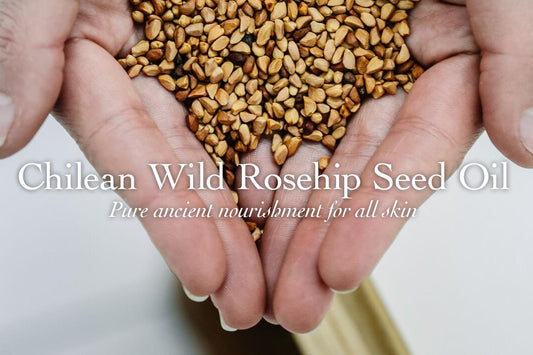 Hero image of hands holding Chilean wild rosehip seeds with headline Chilean Wild Rosehip Seed Oil