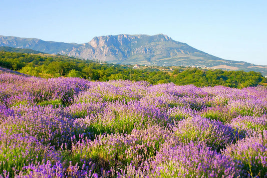 Lavender field in full bloom with rolling green hills and a rocky mountain ridge under a clear sky