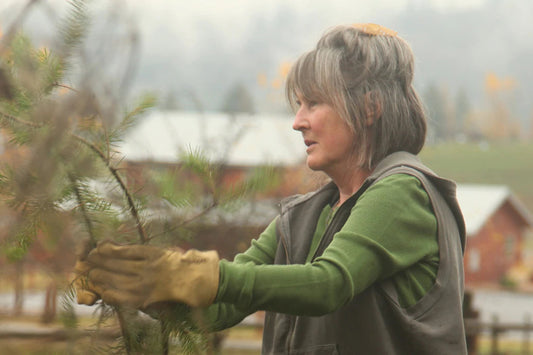Woman in green sweater and vest wearing work gloves trimming a small evergreen outdoors on an overcast autumn day