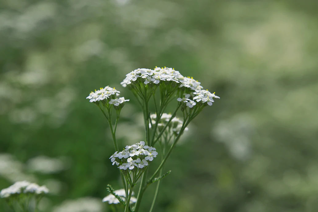Small white wildflowers clustered on green stems against a soft-focus meadow background