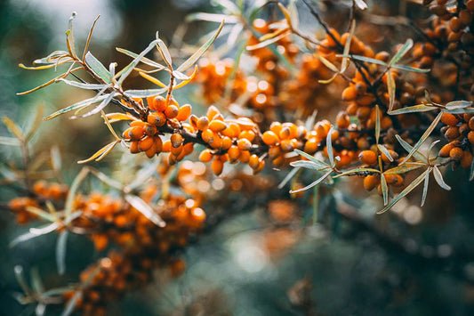 Branch of sea buckthorn with clusters of bright orange berries against a soft-focus green background