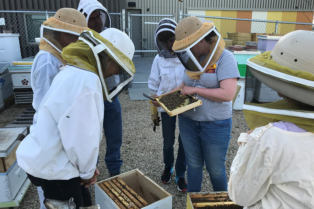 Beekeepers in protective veils inspecting a honeybee-covered frame at an outdoor apiary with stacked hive boxes