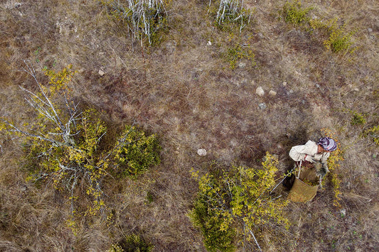 Aerial view of a harvester collecting wild rosehips into a woven basket in a dry grassy Chilean hillside