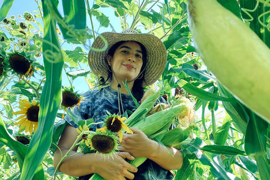 Woman wearing a straw hat harvesting corn and sunflowers amid tall green corn stalks