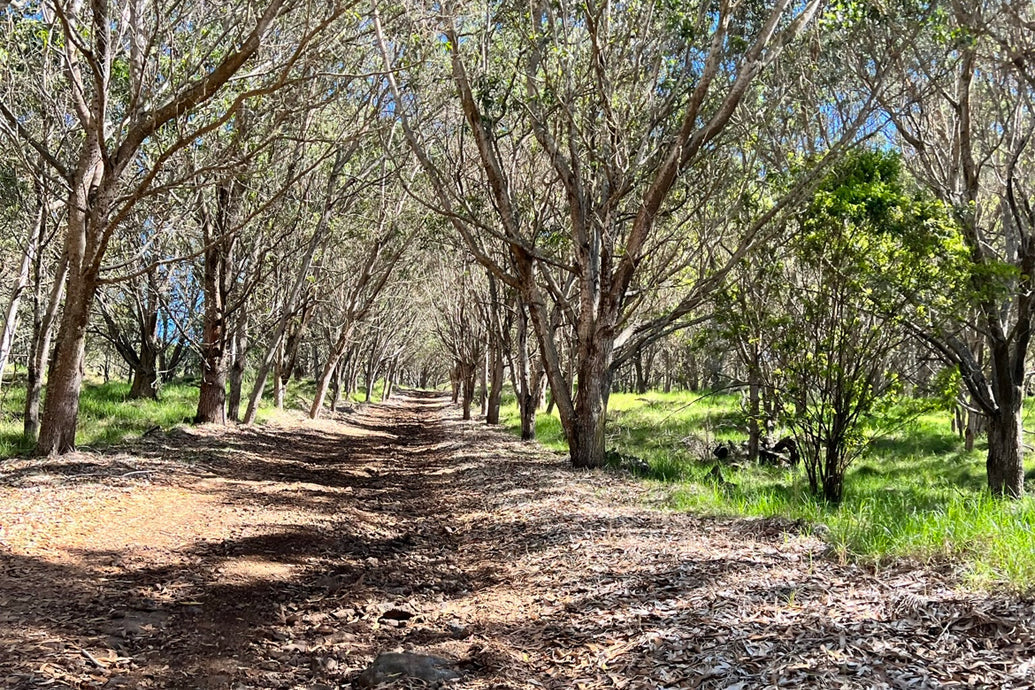 Tree-lined dirt path through a sandalwood grove with sunlight filtering through the branches