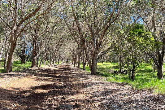 Tree-lined dirt path through a sandalwood grove with sunlight filtering through the branches