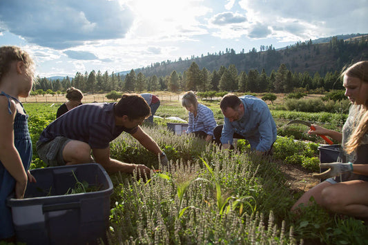 Several people harvesting herbs in a sunlit farm field with pine-covered hills in the background