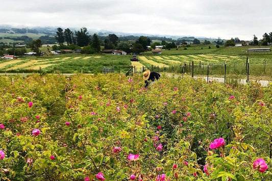 Worker harvesting pink roses in a farm field with rolling green hills and overcast sky