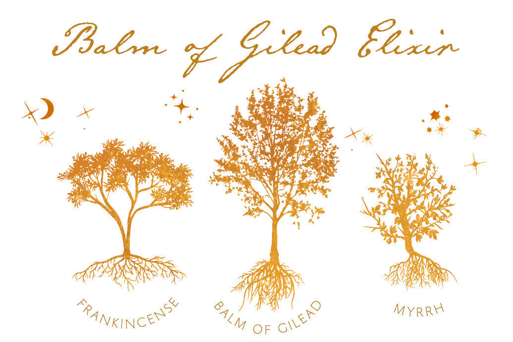 Three gold tree illustrations labeled Frankincense, Balm of Gilead, and Myrrh on white background