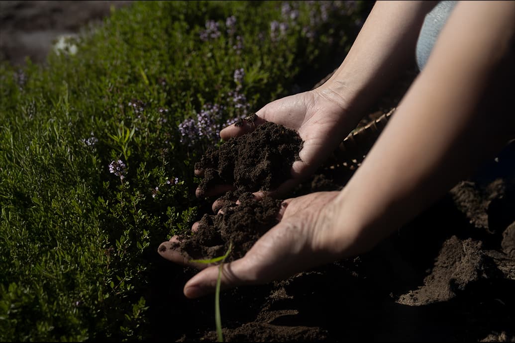 Hands holding dark garden soil above green herbs with small purple flowers