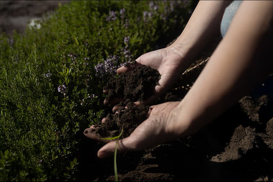 Hands holding dark garden soil above green herbs with small purple flowers