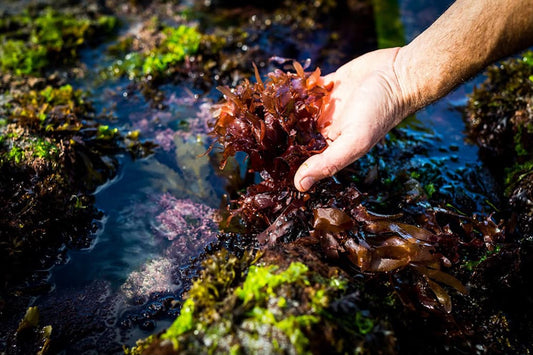 Hand harvesting red Irish sea moss from a rocky tide pool among green algae
