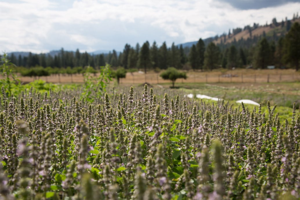 Tulsi plants flowering in a sunlit field on a rural farm with trees and hills in the background