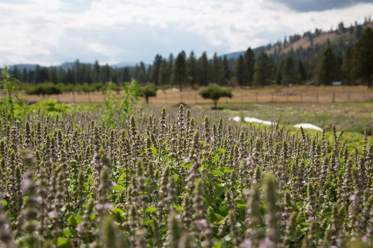 Tulsi plants flowering in a sunlit field on a rural farm with trees and hills in the background