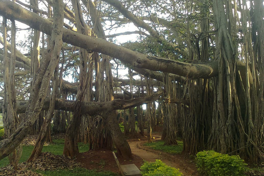Banyan trees forming a shaded grove with hanging aerial roots around a dirt path in a park