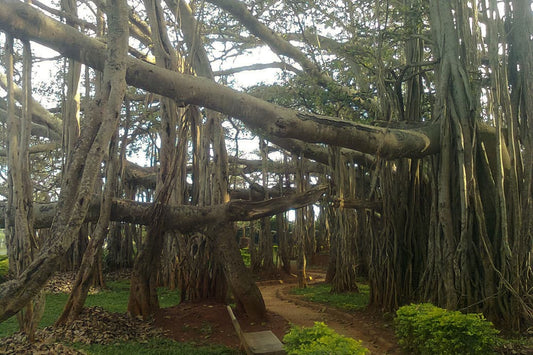 Banyan trees forming a shaded grove with hanging aerial roots around a dirt path in a park