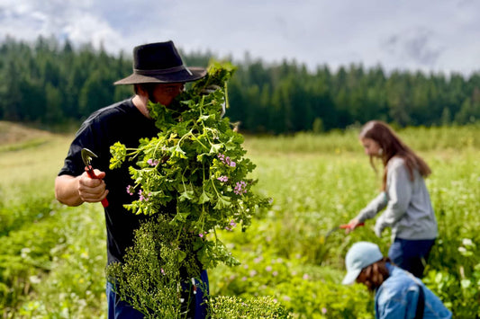 Man in black hat cutting a bundle of flowering herbs with pruning shears while two people harvest in a field by a forest