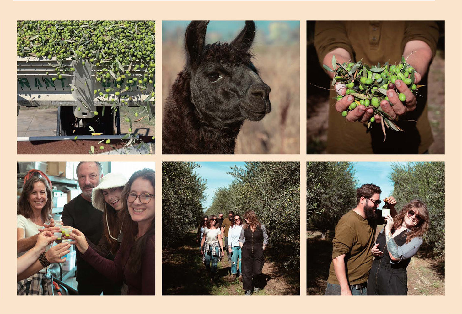 Collage of olive-harvest scenes: hands holding green olives, an alpaca, people toasting, a group walking among olive trees
