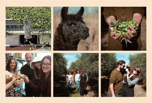 Collage of olive-harvest scenes: hands holding green olives, an alpaca, people toasting, a group walking among olive trees
