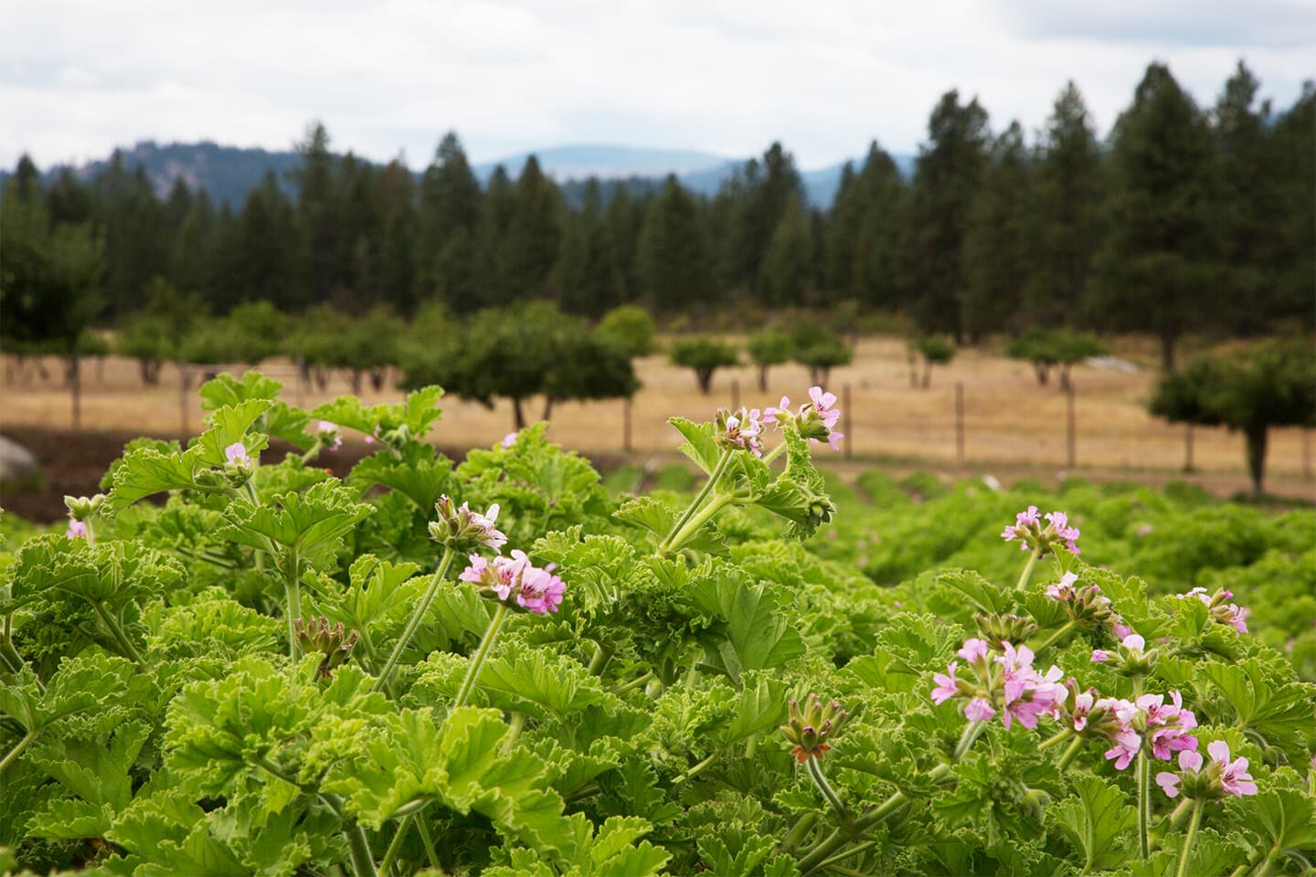 Rose geranium plants blooming with pink flowers in a green field and distant tree line under a cloudy sky