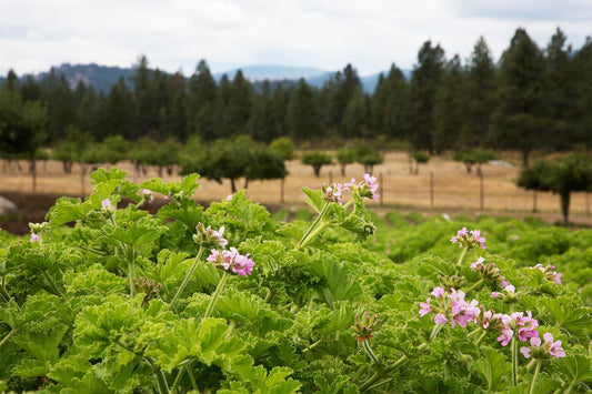 Rose geranium plants blooming with pink flowers in a green field and distant tree line under a cloudy sky