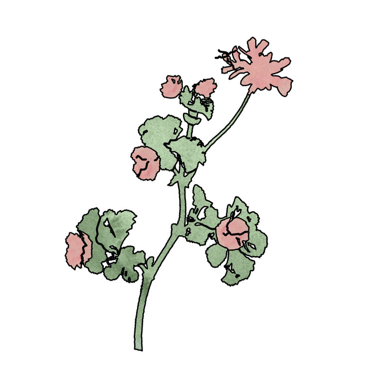 Made with rose geranium