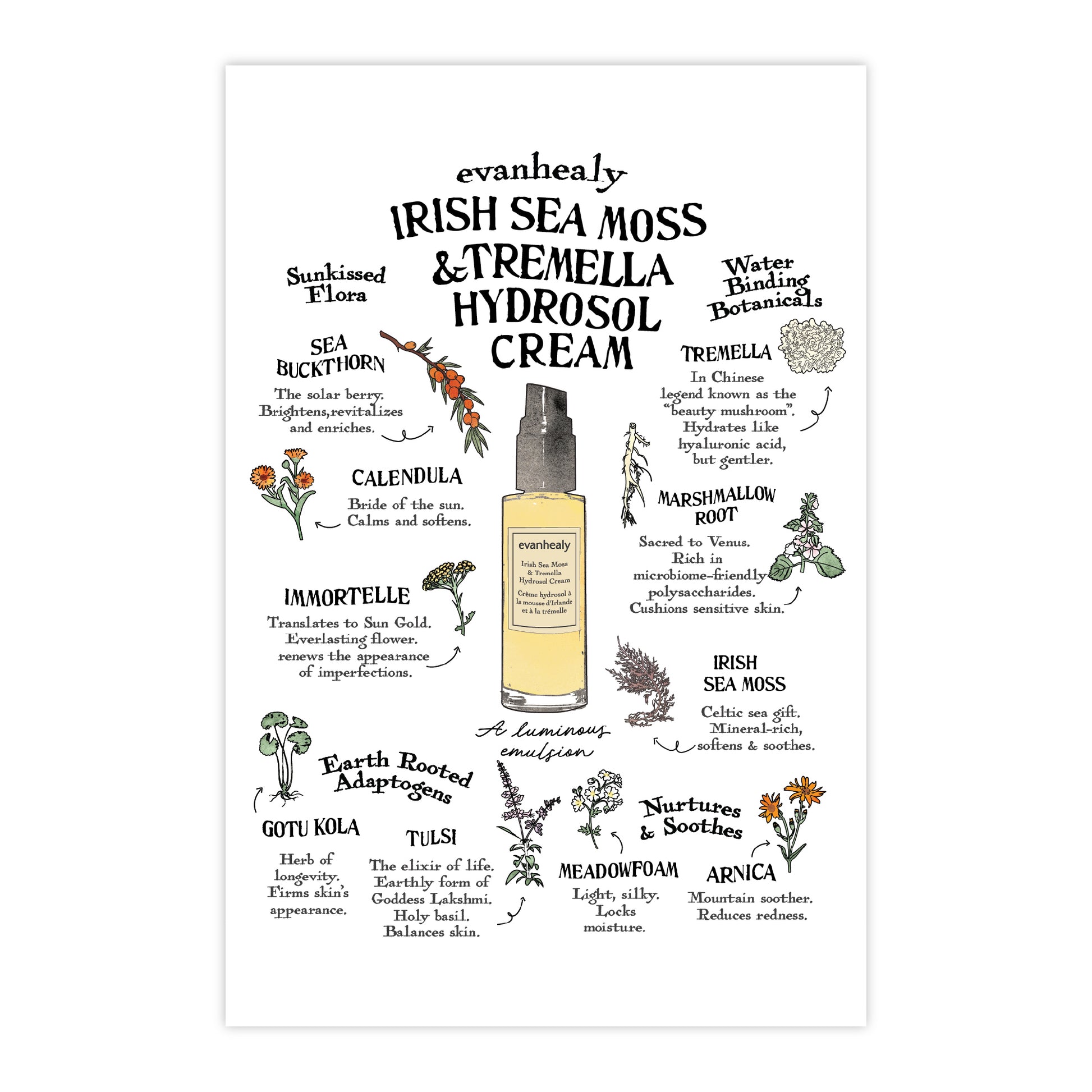 Front view of 4x6 Irish Sea Moss and Tremella Hydrosol Cream folklore postcard with illustrated product details