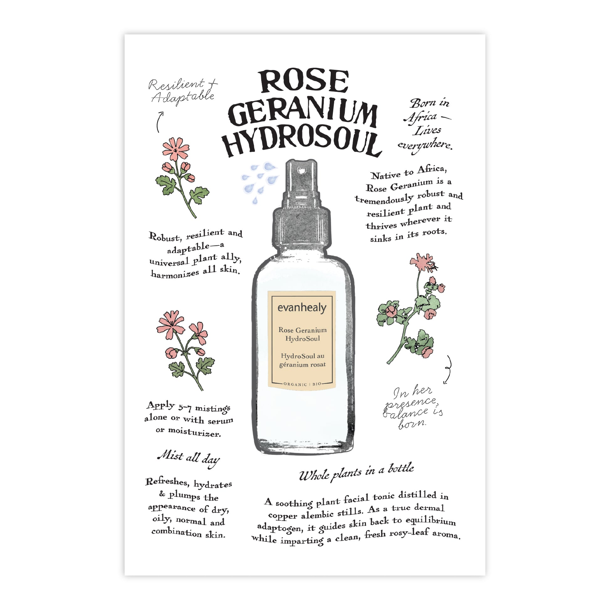 Front view of a Rose Geranium HydroSoul postcard print showcasing an illustrated bottle and botanical artwork